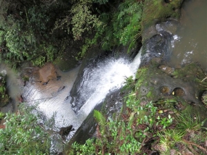 Image of 1305 kawhia 050.jpg