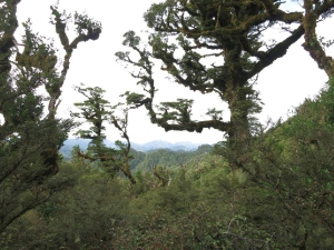 Image of 1402coro 067.jpg