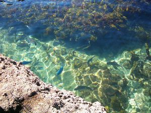 Image of abtcpakiri04rockpool3.jpg