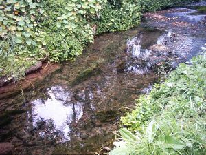 Image of abtcpukekohe04clearstream2.jpg