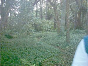 Image of abtcpukekohe04roosevillebush.jpg