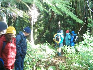 Image of abtcrotoruajubilee04kakapowalkbush.jpg