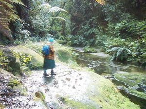 Image of abtcrotoruajubilee04kakapowalkstream.jpg