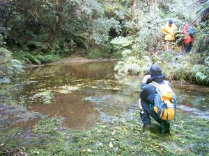 Image of abtcrotoruajubilee04kakapowalkstream8.jpg