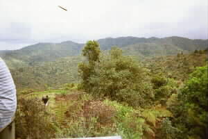 Image of adamslookoutkohukohunuiq.jpg