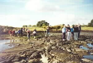 Image of amburyforeshoreq.jpg