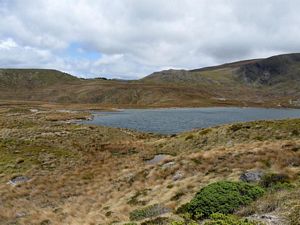 Image of asylvesterx.jpg