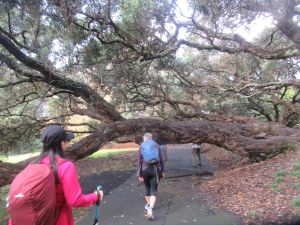 Image of aucklandshorelinejun23m.jpg