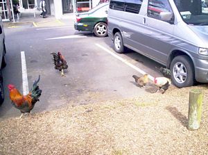 Image of balbanysep07achens.jpg