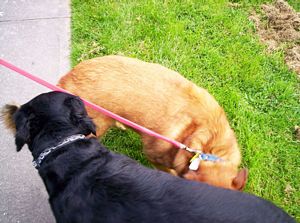 Image of balbanysep07bcdogs.jpg