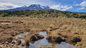 Image of birdgetonowheredaywalksapr23j.jpg