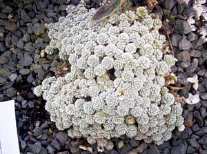 Image of birkenheadmay06gplant.jpg