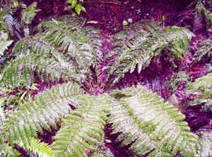 Image of birkenheadmay06nfern.jpg