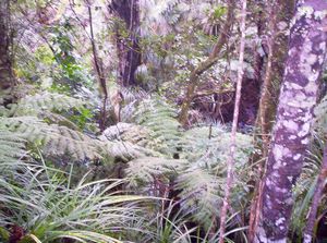 Image of birkenheadmay06obush.jpg