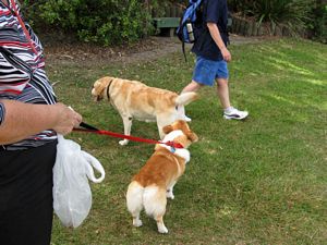 Image of brownsbaymar09bmchiens.jpg