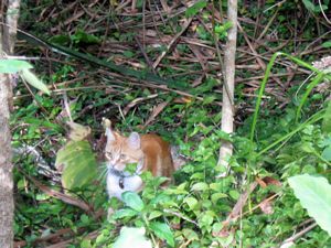 Image of brownsbaymar09bqmrcuster.jpg