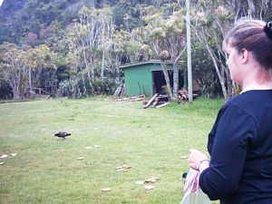 Image of bushbash04lindaducks.jpg