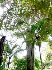 Image of cabawaruku07b.jpg