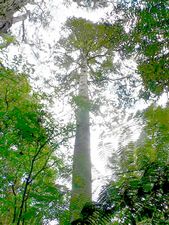 Image of cabawaruku07e.jpg