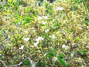 Image of cabawaruku07i.jpg