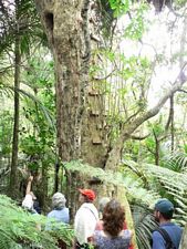 Image of cabawaruku07j.jpg