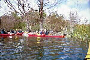 Image of canoesoffpatitiislandq.jpg