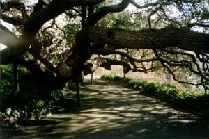 Image of coast02branches.jpg