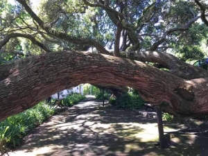 Image of coasttocoastdec17a.jpg