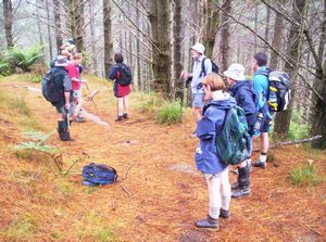 Image of colville05pineforest2.jpg