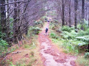 Image of colville05pineforest3.jpg