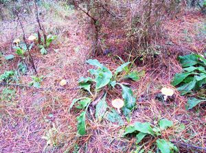 Image of colville05toadstools.jpg