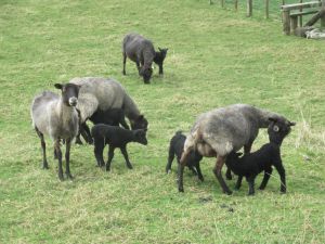 Image of cornwallparkaug23g.jpg