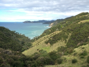 Image of coromandelapr15c.jpg