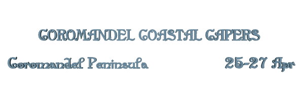 Image of coromandelcoastalcapers15.gif