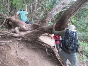 Image of coromandelfeb21b1.jpg