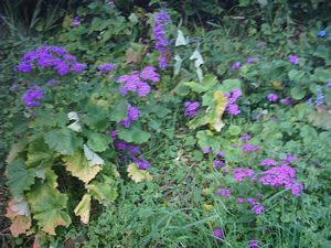 Image of devonport03cinerarias.jpg