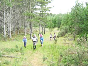 Image of dfwoodhill07bctrack.jpg