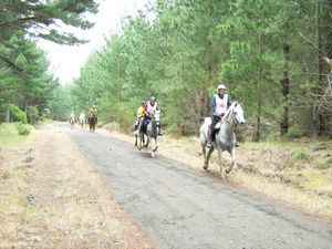 Image of dfwoodhill07eghorses.jpg