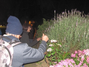 Image of domainnightwalk19c.jpg