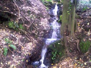 Image of domainoct05bushwaterfall.jpg