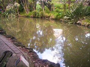 Image of domainoct05duckpondreflection.jpg