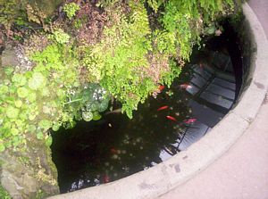 Image of domainoct05wintergardengoldfish.jpg