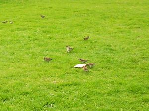 Image of dundle05sunbread.jpg