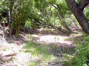 Image of easternbeachdec06fcjulieglade.jpg