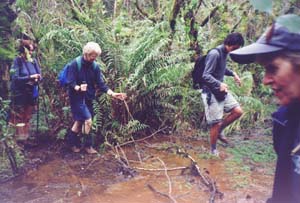 Image of erniesswampq.jpg