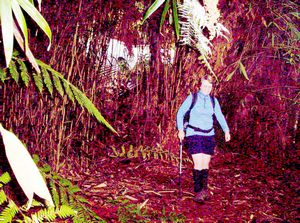 Image of erniestrackapr07jcbamboo.jpg