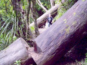 Image of fairyfallsapr07fctrack.jpg