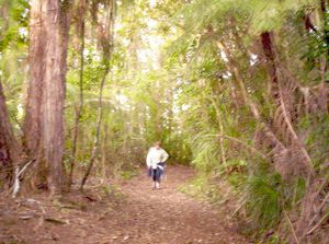 Image of fairyfallsapr07gboldcoachroad.jpg