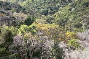 Image of goldenstairskowhaiq.jpg