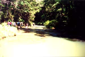 Image of goldiestream3q.jpg